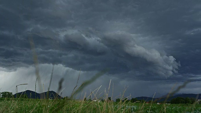 近距离观察:田园诗般的乡村，在暴风雨的日子里，草叶在风中摇曳视频素材