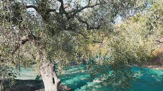 意大利利古里亚的橄榄树和橄榄枝上，绿色和黑色的新鲜橄榄。视频素材