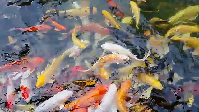 锦鲤在池塘里游水视频素材