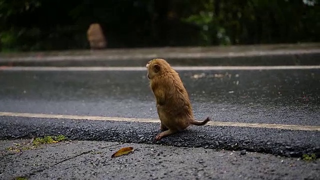 猴子生活在泰国普吉岛的一片天然森林里。视频素材