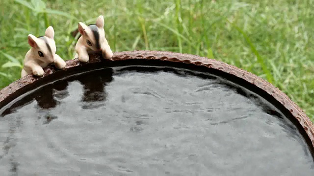 水坑里的雨。视频下载