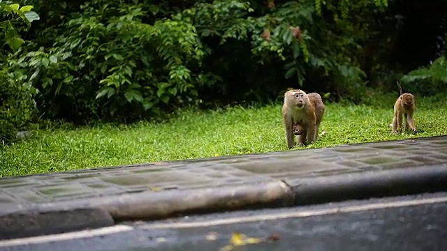 猴子生活在泰国普吉岛的一片天然森林里。视频素材