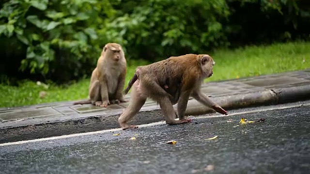 猴子生活在泰国普吉岛的一片天然森林里。视频素材