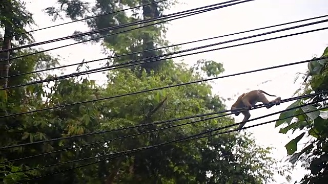 猴子生活在泰国普吉岛的一片天然森林里。视频素材