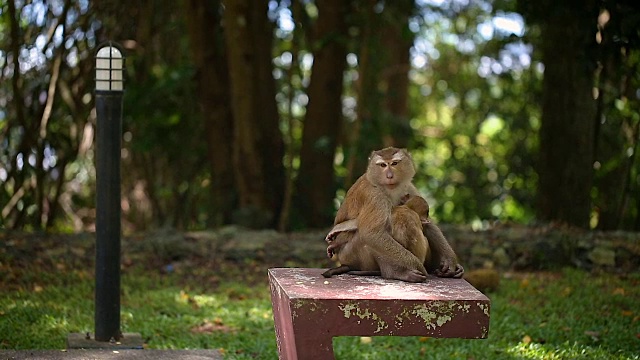 猴子妈妈和宝宝生活在泰国普吉岛的一片天然森林里。视频素材