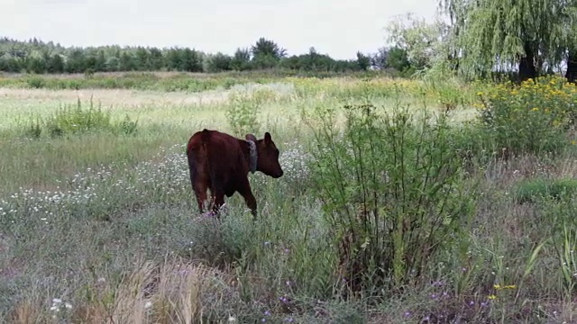 夏日里，红牛犊被铁链拴在草地上吃草视频素材