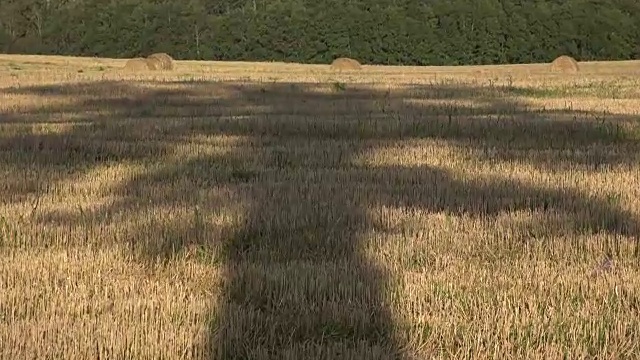 傍晚收获的田野上雄伟的橡树影视频素材