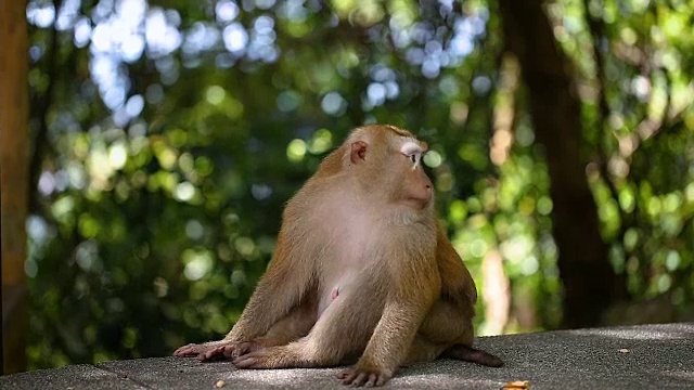 猴子生活在泰国普吉岛的一片天然森林里。视频素材