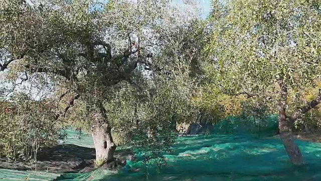 意大利利古里亚的橄榄树和橄榄枝上，绿色和黑色的新鲜橄榄。视频素材