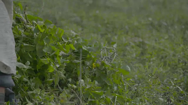 工人用大砍刀砍藤视频素材