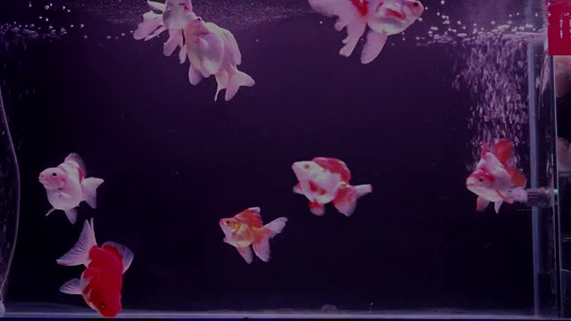 金鱼在水族馆里用氧气泡游泳。视频素材