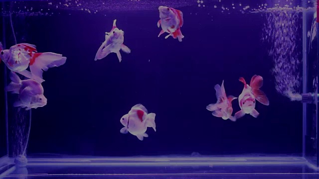 金鱼在水族馆里用氧气泡游泳。视频素材