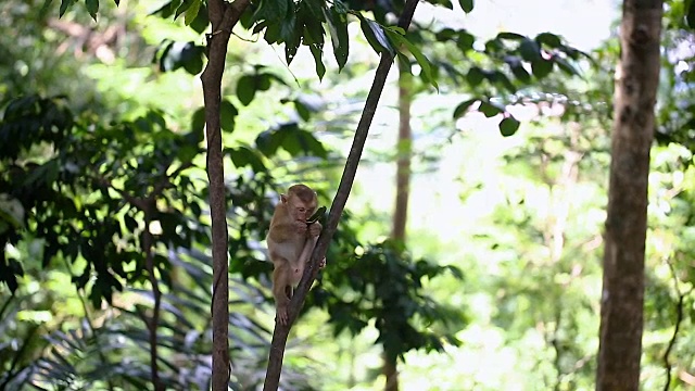 猴子生活在泰国普吉岛的一片天然森林里。视频素材