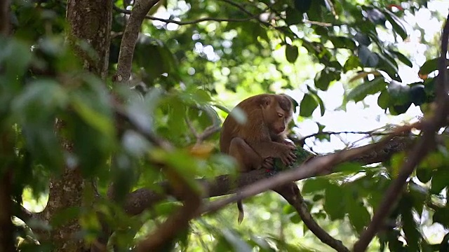 猴子生活在泰国普吉岛的一片天然森林里。视频素材