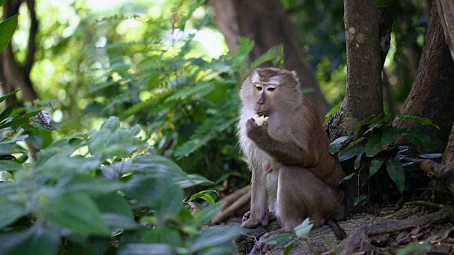 猴子生活在泰国普吉岛的一片天然森林里。视频素材