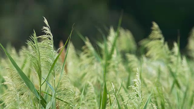 杂草在字段视频素材