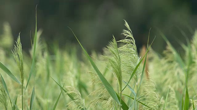 杂草在字段视频素材