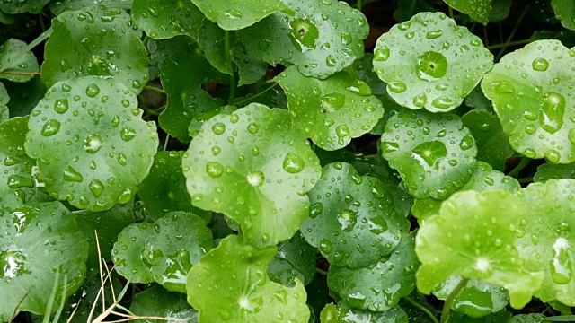 绿色的叶子和雨滴和绿色的背景。绿色的自然是清新的背景视频素材