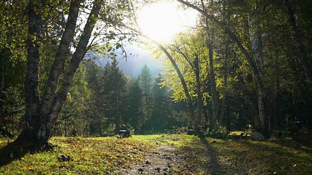 森林和阳光，背景是山脉视频素材