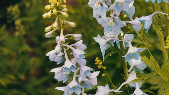 夏日公园里生长着美丽娇嫩的铃铛花视频素材