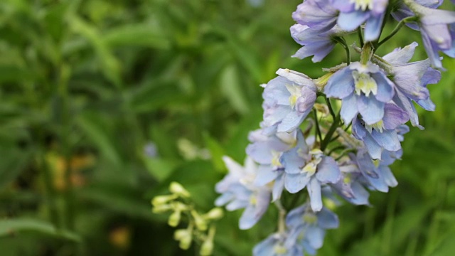 夏日公园里生长着美丽娇嫩的铃铛花视频素材