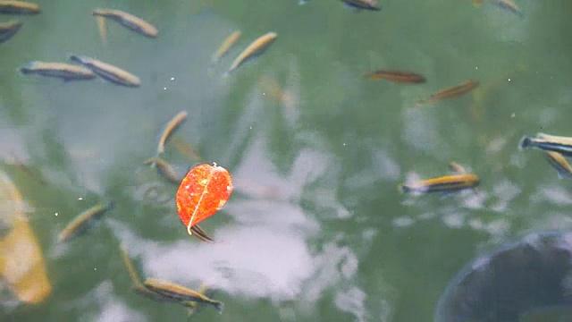 鱼在雨中游动视频素材