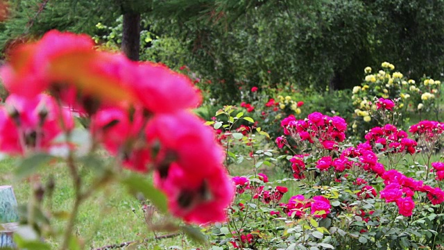 夏日公园里美丽的玫瑰花丛视频素材