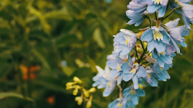 夏日公园里生长着美丽娇嫩的铃铛花视频素材