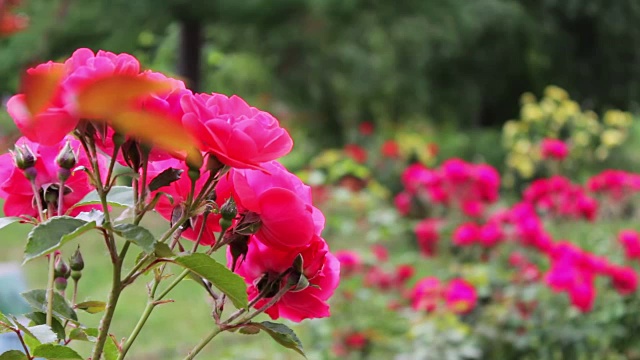 夏日公园里美丽的玫瑰花丛视频素材