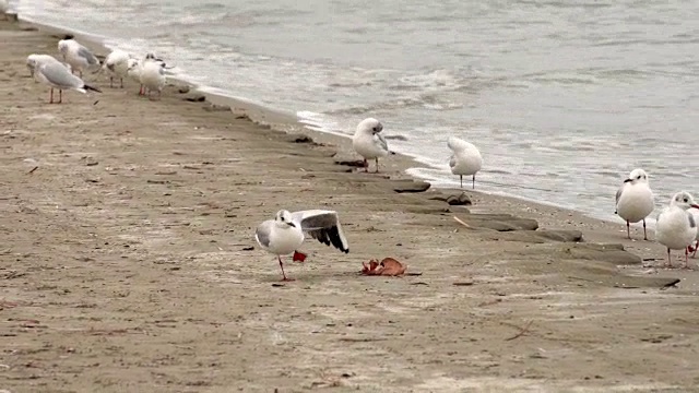 傍晚时分，一群美丽的海鸥在遥远的沙滩上飞翔。地中海的波浪视频素材