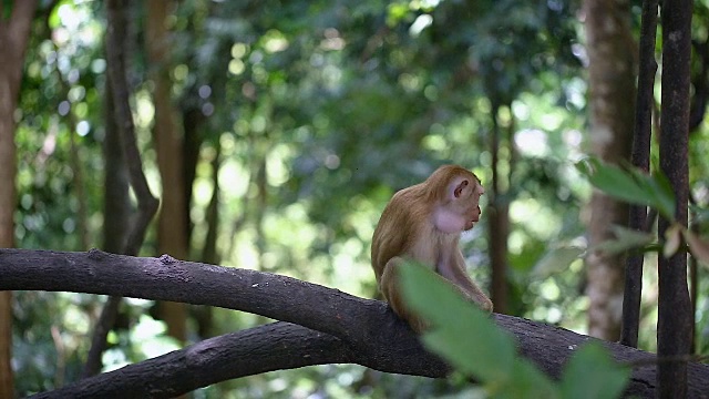 猴子生活在泰国普吉岛的一片天然森林里。视频素材