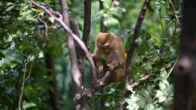 猴子生活在泰国普吉岛的一片天然森林里。视频素材