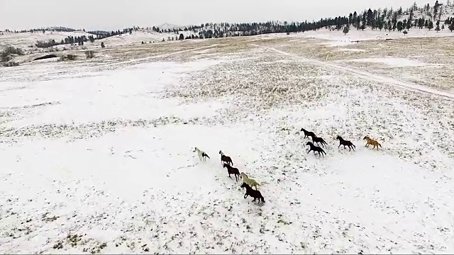 一群马奔跑着冬天的雪野种马马术动物视频素材