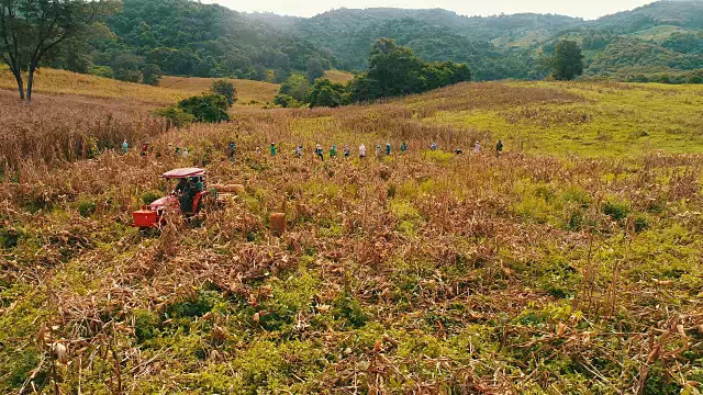 跟踪航拍收获玉米视频素材