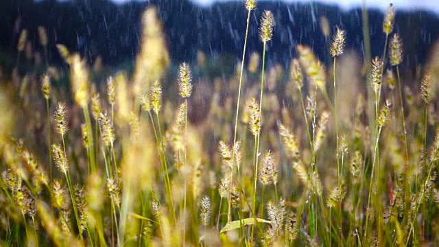 雨落在草地上视频素材