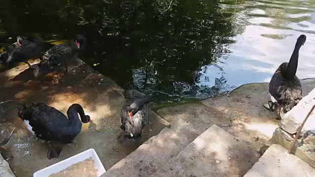 黑天鹅在池塘边吃东西休息视频素材