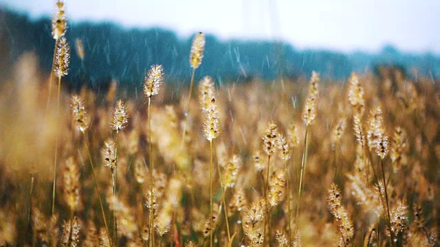 雨落在草地上视频素材