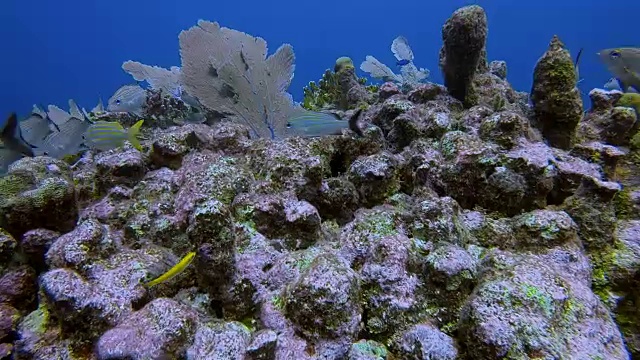 水肺潜水在大玛雅礁与鲷鱼在加勒比海附近的阿库马尔湾-里维埃拉玛雅/科苏梅尔，金塔纳罗奥，墨西哥视频素材