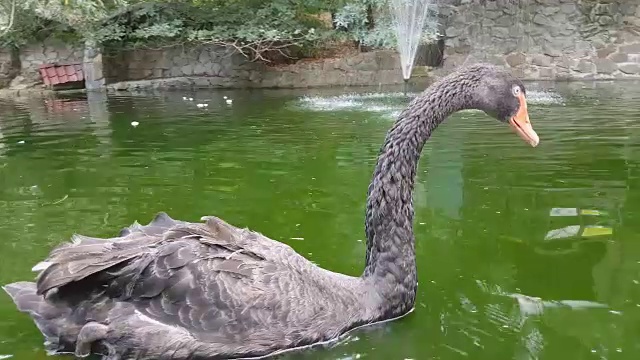 黑天鹅在池塘里游泳视频素材