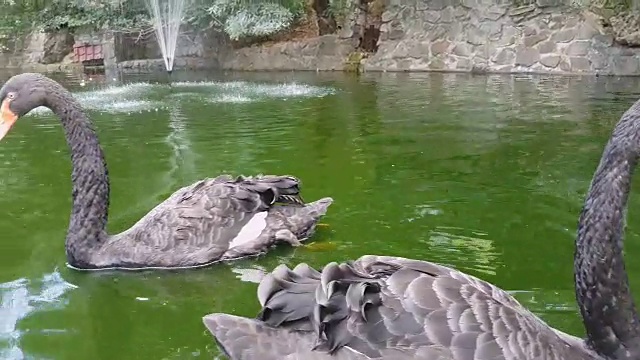 黑天鹅在池塘里游泳视频素材