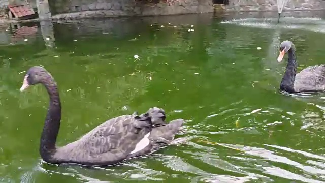 黑天鹅在池塘里游泳视频素材