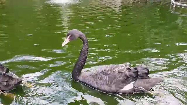 黑天鹅在池塘里游泳视频素材