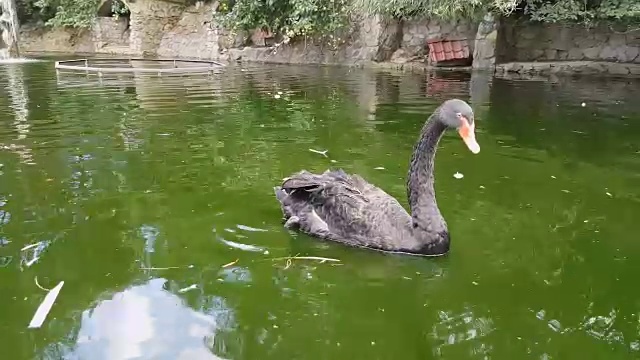 黑天鹅在池塘里游泳和吃饭视频素材