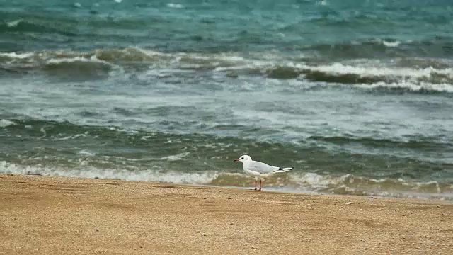 海边沙滩上的一只海鸥视频素材