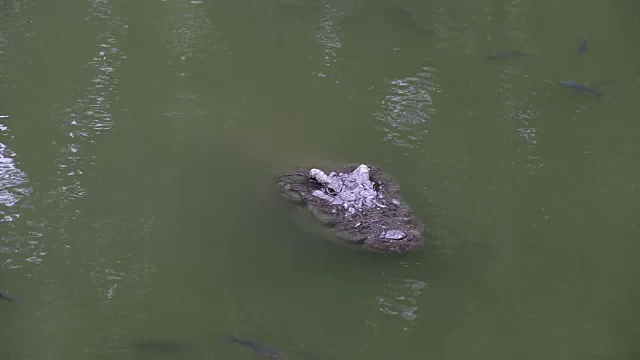 水中的鳄鱼视频素材