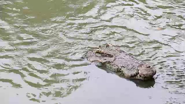 水中的鳄鱼视频素材