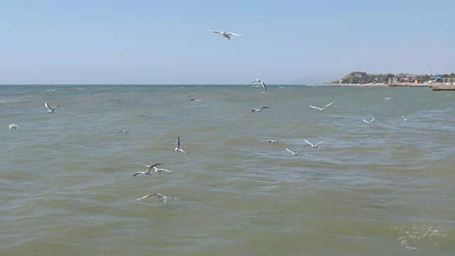 一群海鸥低低地飞过海浪，吃着面包视频素材