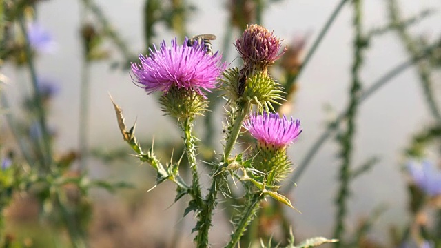 野蜜蜂在紫罗兰仙鹤花上。视频素材