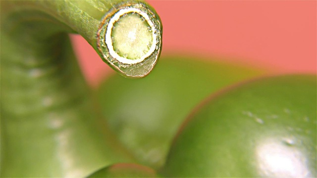 绿色辣椒-特写，细节，微距视频素材