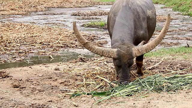 泰国水牛吃草视频素材